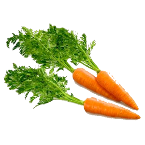 Carrot PNG image-4984